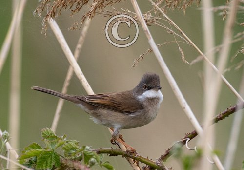 Whitethroat DM1829